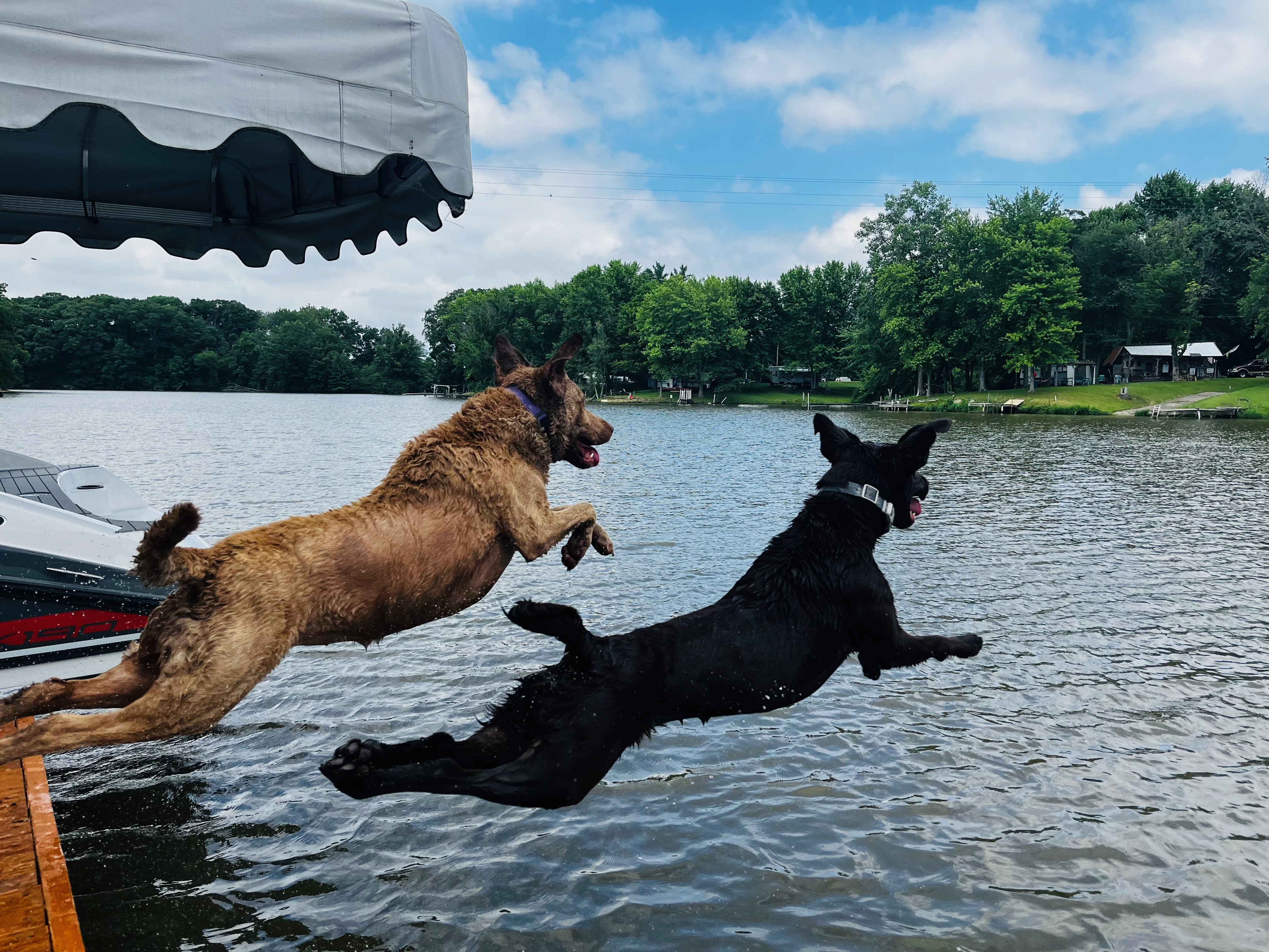 Dogs jumping from a dock at Lake Mattoon